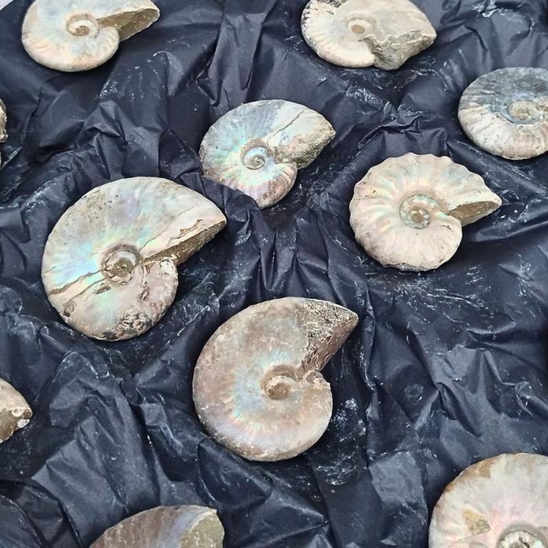 Set de Ammonite Iridescent (plateau 24u)