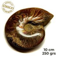 Ammonite Iridiscente Pulido (10cm)