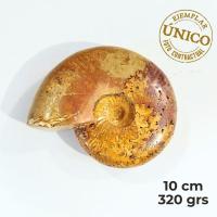 Ammonite Pulido "Red" (10cm)
