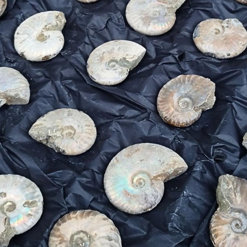 Set Ammonites (plateau 35u)
