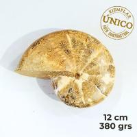 Ammonite Pulido "Red" (12cm)