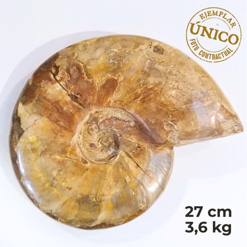 Ammonite Pulido "Red" (27cm)