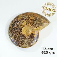 Ammonite Pulido (13cm)