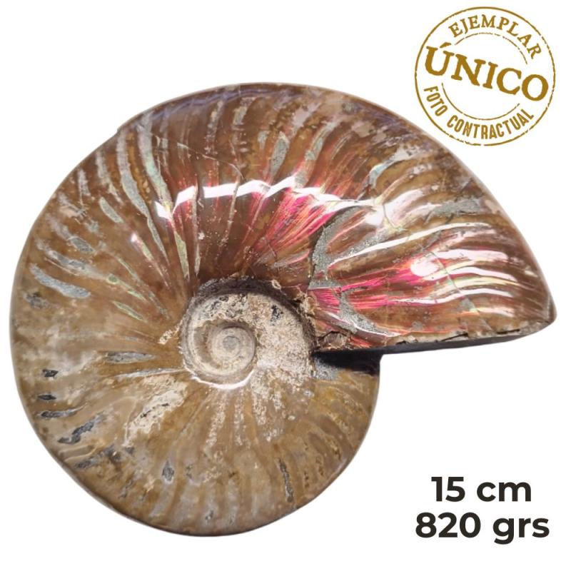 Ammonite Iridiscente "Red" Pulido (15cm)