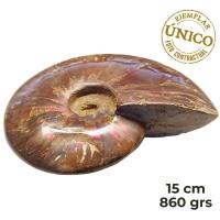 Ammonite Iridiscente "Red" Pulido (15cm)