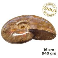 Ammonite Iridiscente "Red" Pulido (16cm)