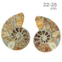 Ammonites Pulidos Pareja 22-25cm