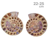 Ammonites Pulidos Pareja 22-25cm