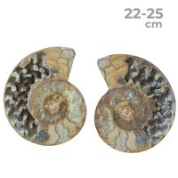 Ammonites Pulidos Pareja 22-25cm