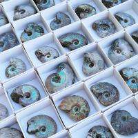 Lote Ammonites iridiscente grande (bandeja 54un)