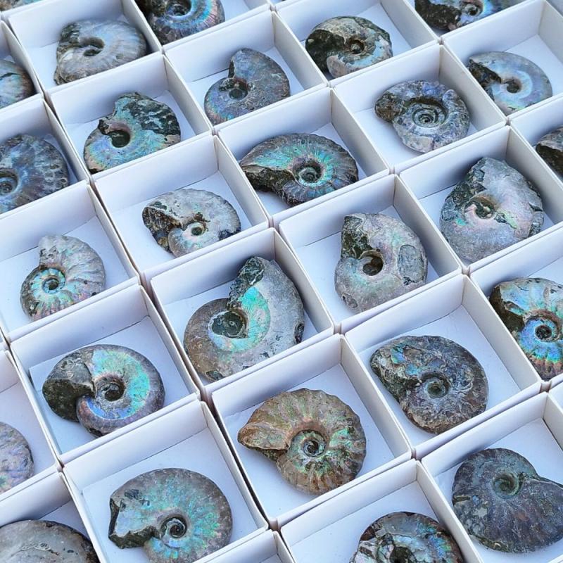 Lote Ammonites iridiscente grande (bandeja 54un)