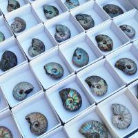 Lote Ammonites Iridiscente mini (bandeja 54un)