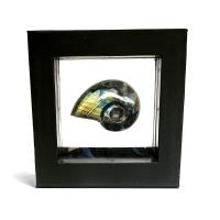Ammonite Labradorita en Expositor Flotante