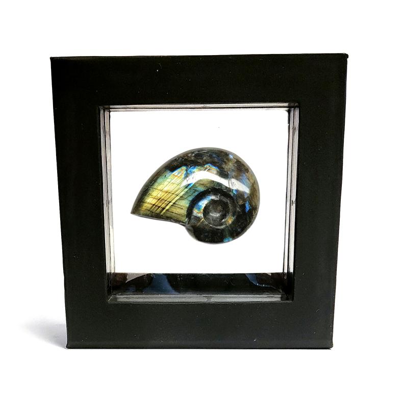 Ammonite Labradorita en Expositor Flotante