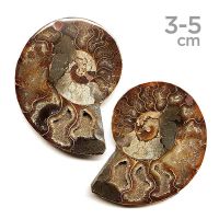 Ammonites Pulidos Pareja 3-5cm