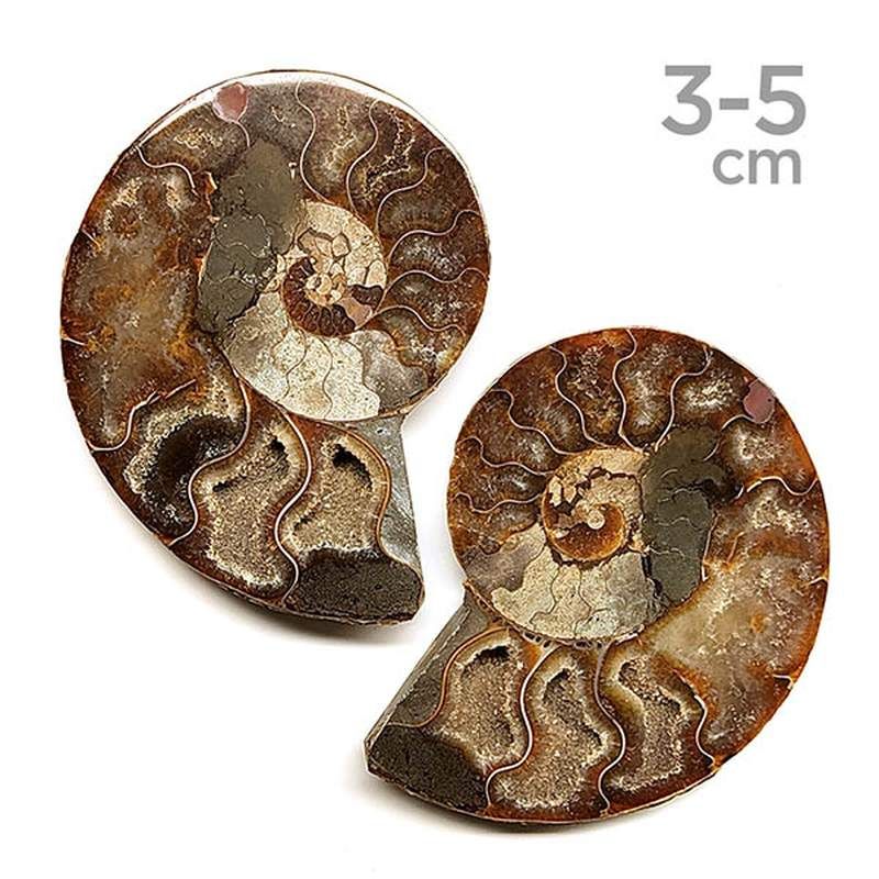 Ammonites Pulidos Pareja 3-5cm