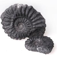 Ammonites Perú 60mm