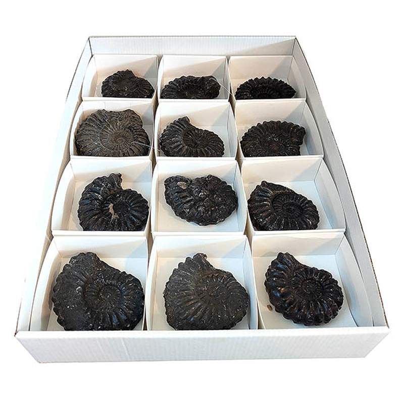 Lote Ammonites (Perú). Bandeja 12 Un.