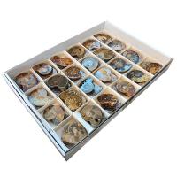 Polished Ammonites (Pairs) Lot 24un.