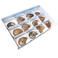 Lote Ammonites Pulidos (bandeja 12u)