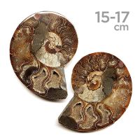 Ammonites Pulidos Pareja 15-17 cm