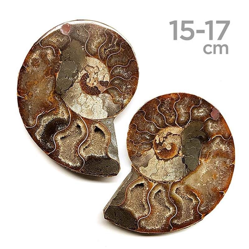 Ammonites Pulidos Pareja 15-17 cm