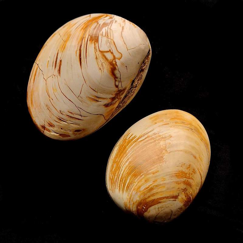 Bivalva Fósil 6-8cm. Madagascar.