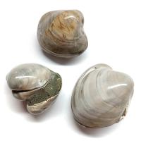 Bivalva Fósil 2,5 - 3,5cm (Madagascar). Set 5 Un.