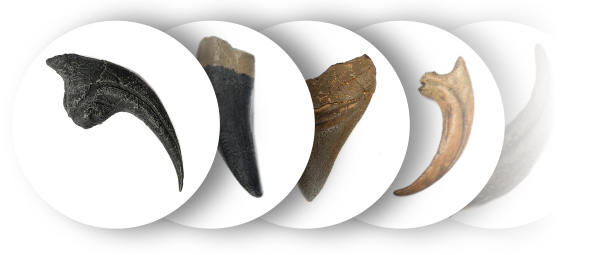 Garras y dientes. (Réplicas)