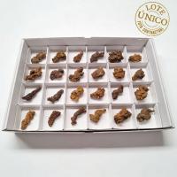 Coprolito. Lote 24 Un.