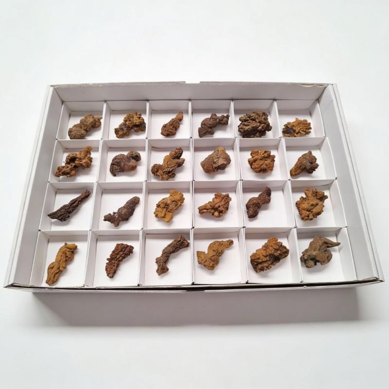 Coprolito. Lote 24 Un.