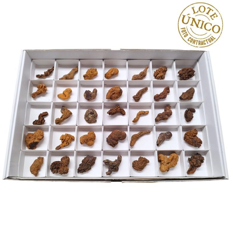 Coprolito. Lote 35 Un.