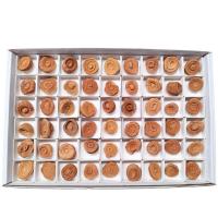 Estromatolito (lote 54u.)