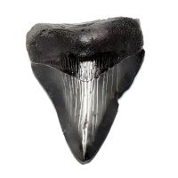 Diente Tiburón Megalodón (Réplica)