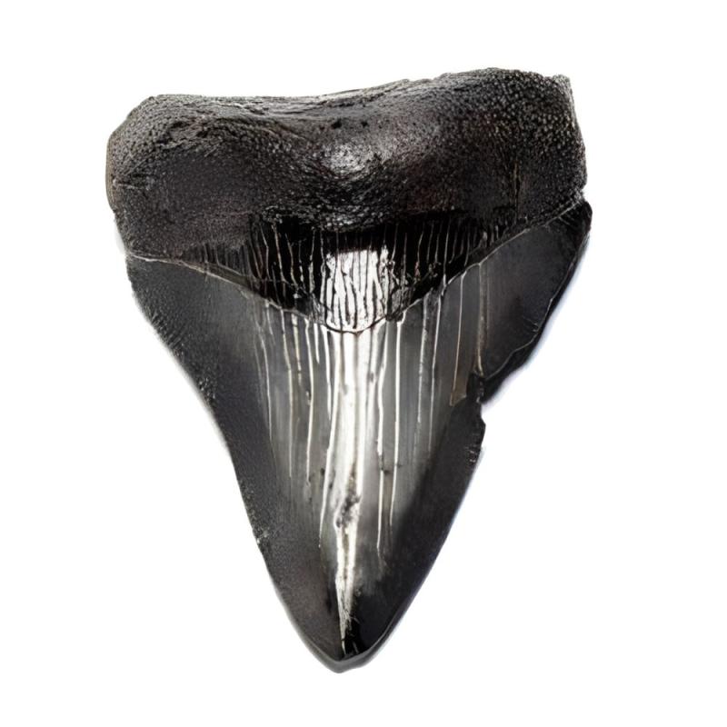 Diente Tiburón Megalodón (Réplica)