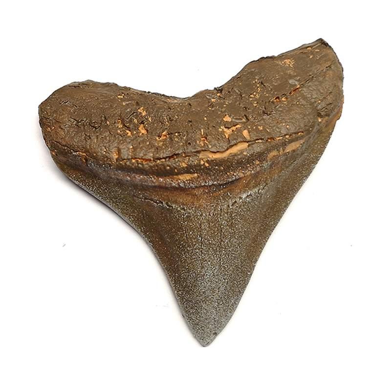 Diente Tiburón Megalodón (Réplica)