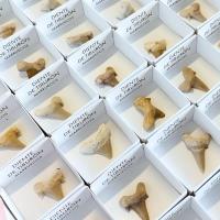 Dientes de Tiburón. Set 54 un.