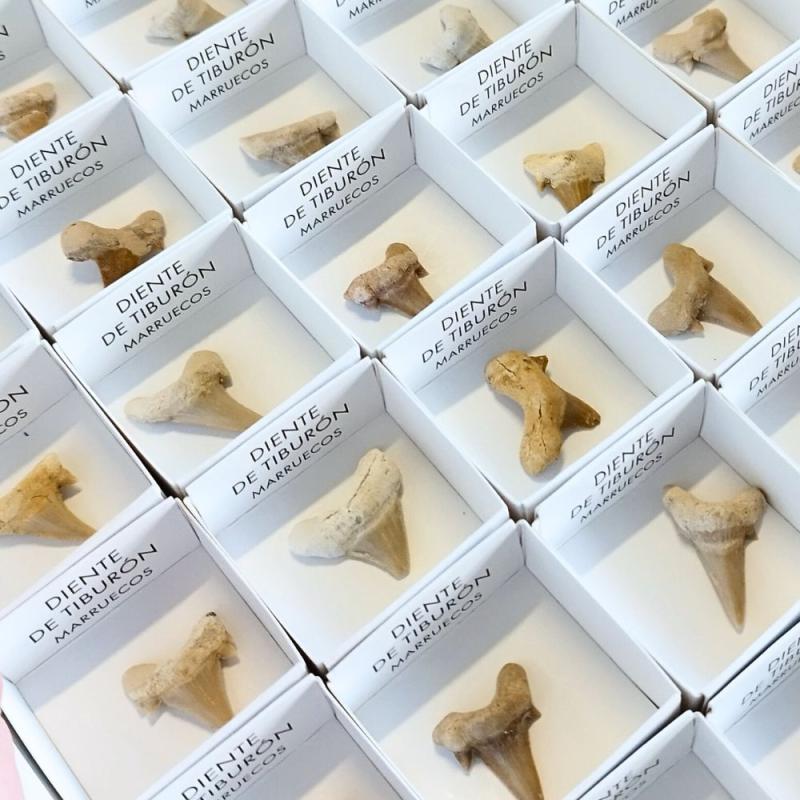 Dientes de Tiburón. Set 54 un.