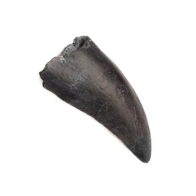 Dinosaur Tyrannosaurus Rex Teeth (Replica)