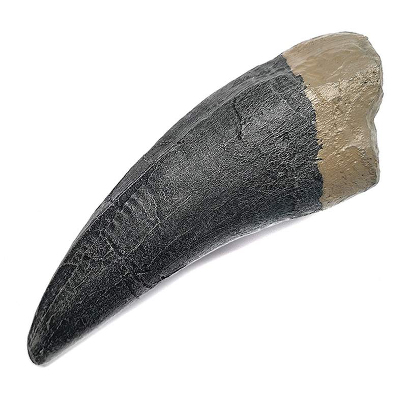 Tyrannosaurus Rex Teeth (Replica)