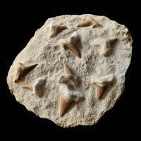Conjunto de Dientes de Tiburón (Otodus obliquus)