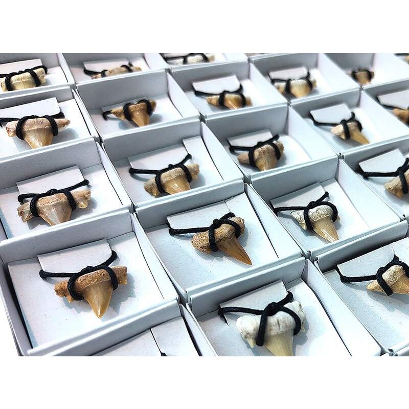 Set Dientes de Tiburón (54u)