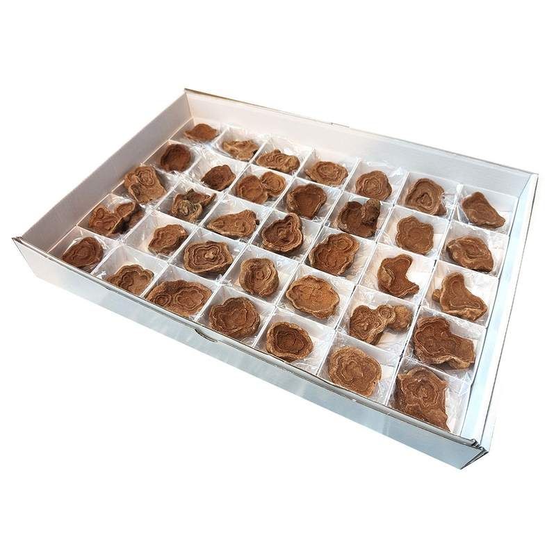 Stromatolite (35u. set)