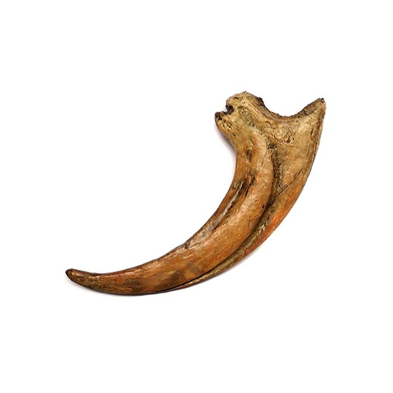 Garra Deinonychus Antirrhopus (Réplica)