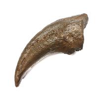 Garra pies Tyrannosaurus Rex (Réplica)