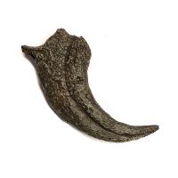 Garra Tyrannosaurus Rex (Réplica)