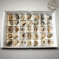 Geodiños de Cuarzo. Set 35 Un.