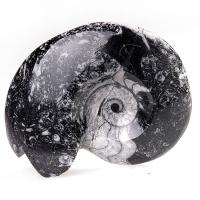 Gonniatites 7cm aprox