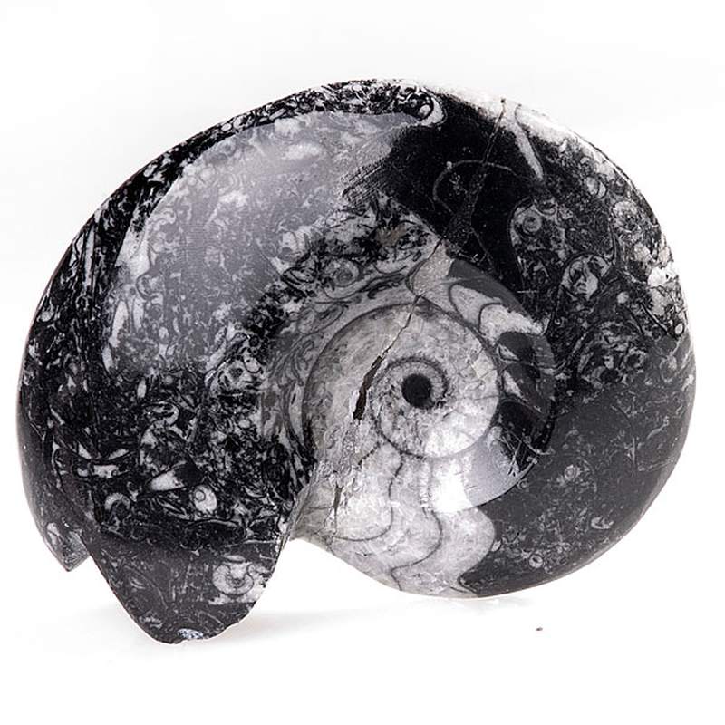Gonniatites Fósil Grande