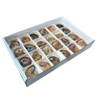 Lote Ammonites pulido (bandeja 24u)